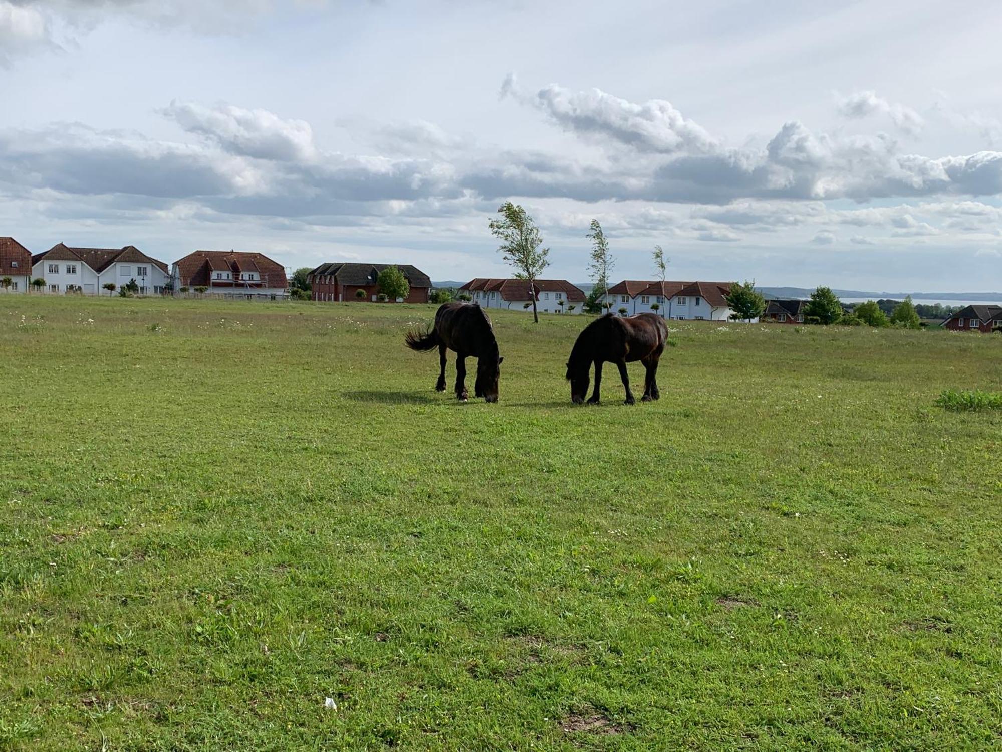 Apartment Ostseebrise Im Ferienpark Sagard Eksteriør billede